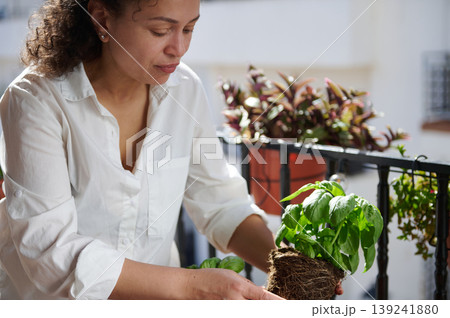 Woman Planting Basil on Balcony Garden Caring For Potted Herb Plant Woman Planting Basil on Balcony Garden Caring For Potted Herb Plant 139241880
