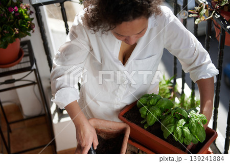Woman Gardening On Urban Balcony Planting Basil In Pots While Tending To Herbs 139241884