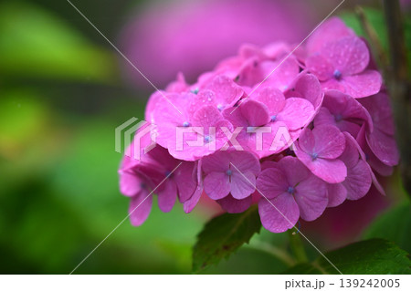 アジサイ(雨の日に撮影　水滴付き) hydrangea/rainy day/rain drops  139242005