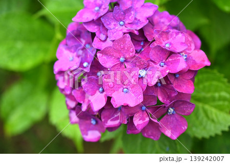 アジサイ(雨の日に撮影 水滴付き) hydrangea/rainy day/rain drops アジサイ(雨の日に撮影 水滴付き) hydrangea/rainy day/rain drops 139242007