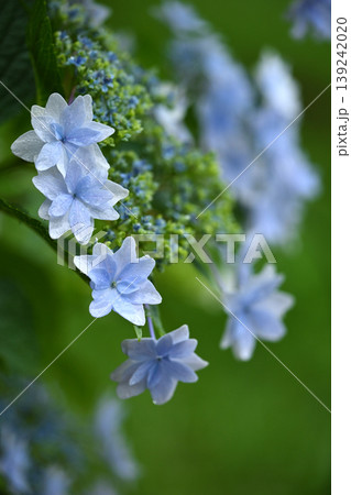 アジサイ(雨の日に撮影 水滴付き) hydrangea/rainy day/rain drops アジサイ(雨の日に撮影 水滴付き) hydrangea/rainy day/rain drops 139242020