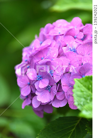 アジサイ(雨の日に撮影　水滴付き) hydrangea/rainy day/rain drops  139242021
