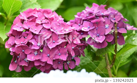 アジサイ(雨の日に撮影 水滴付き) hydrangea/rainy day/rain drops アジサイ(雨の日に撮影 水滴付き) hydrangea/rainy day/rain drops 139242025