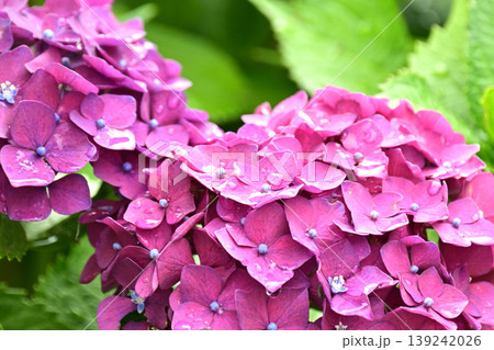 アジサイ(雨の日に撮影 水滴付き) hydrangea/rainy day/rain drops アジサイ(雨の日に撮影 水滴付き) hydrangea/rainy day/rain drops 139242026
