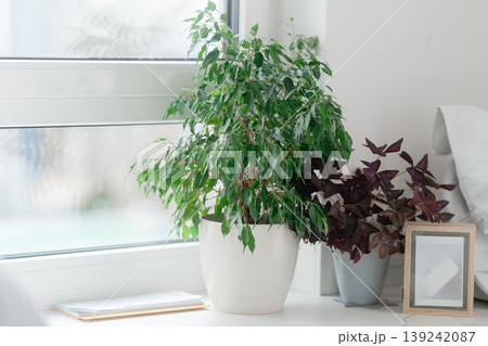Green ficus plant placed on a kitchen window sill with soft natural daylight. Cozy home interior with fresh greenery, minimal decor, and calm atmosphere. Concept of healthy lifestyle and indoor plants 139242087