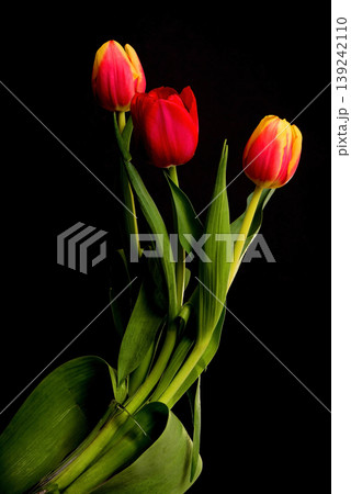 Variety of lovely Tulips Variety of lovely Tulips 139242110