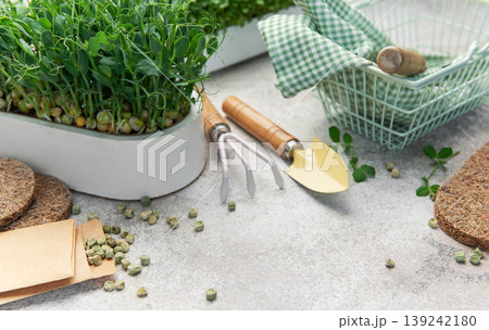 Growing microgreens with gardening tools and pea seeds Growing microgreens with gardening tools and pea seeds 139242180