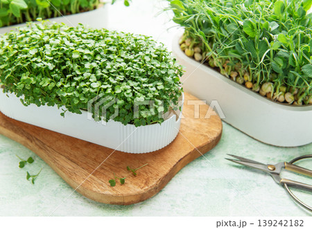 Growing fresh microgreens for healthy organic food and nutrition 139242182