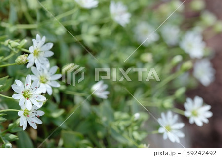 夏山に咲くシコタンハコベの群生・白い花びらと赤い葯が可憐な高山植物 夏山に咲くシコタンハコベの群生・白い花びらと赤い葯が可憐な高山植物 139242492