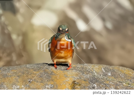 カワセミ カワセミ 139242622