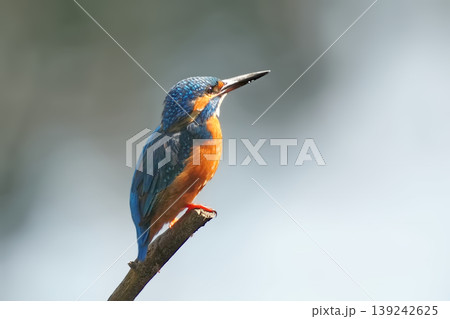 カワセミ 139242625