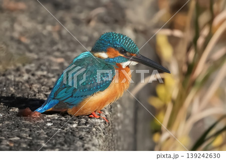カワセミ カワセミ 139242630