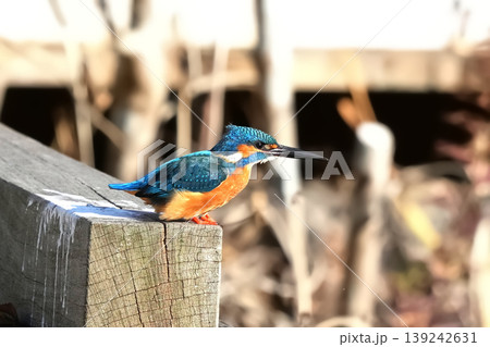 カワセミ カワセミ 139242631