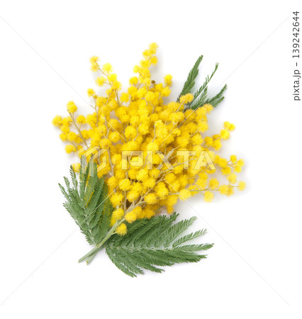 Mimosa flower on white backgrounds Mimosa flower on white backgrounds 139242644