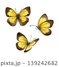 Yellow and brown butterflies in different angles isolated on white background. Hand-painted watercolor set of ixias flavipennis butterflies. Good for prints, packaging, branding, stationery 139242682
