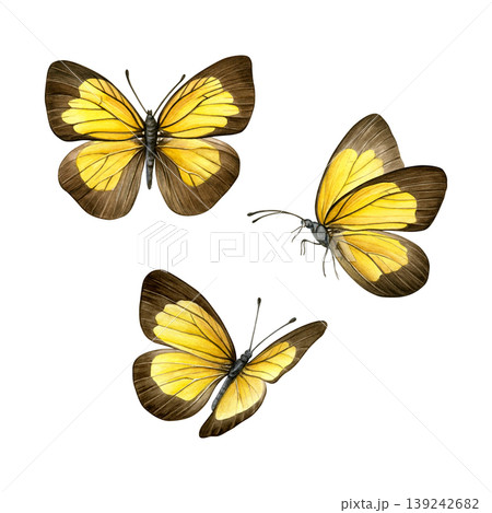 Yellow and brown butterflies in different angles isolated on white background. Hand-painted watercolor set of ixias flavipennis butterflies. Good for prints, packaging, branding, stationery Yellow and brown butterflies in different angles isolated on white background. Hand-painted watercolor set of ixias flavipennis butterflies. Good for prints, packaging, branding, stationery 139242682