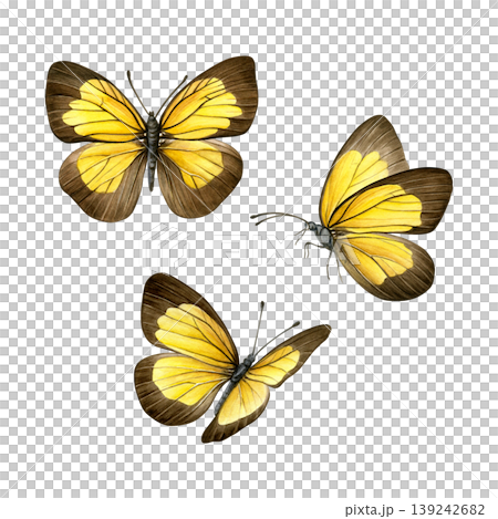 Yellow and brown butterflies in different angles isolated on white background. Hand-painted watercolor set of ixias flavipennis butterflies. Good for prints, packaging, branding, stationery Yellow and brown butterflies in different angles isolated on white background. Hand-painted watercolor set of ixias flavipennis butterflies. Good for prints, packaging, branding, stationery 139242682