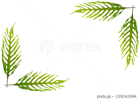 Oak-leaf fern frame 139242694