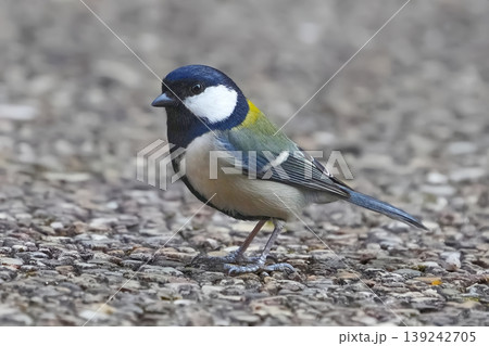 シジュウカラ 139242705