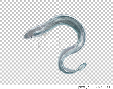 An image illustration of an eel painted with watercolors. An image illustration of an eel painted with watercolors. 139242733