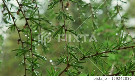 Larch branch with green needles covered in rain drops Larch branch with green needles covered in rain drops 139242850