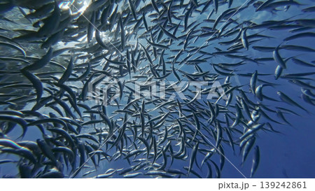 Underwater view of shoal sardine fish in sea Underwater view of shoal sardine fish in sea 139242861