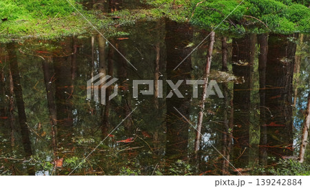 Bog and dark pine forest nature landscape 139242884