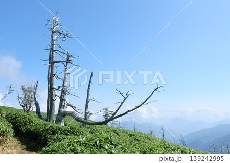 青空と立ち枯れの山岳風景・笹原にそびえる白銀の樹木と連なる山並み 139242995