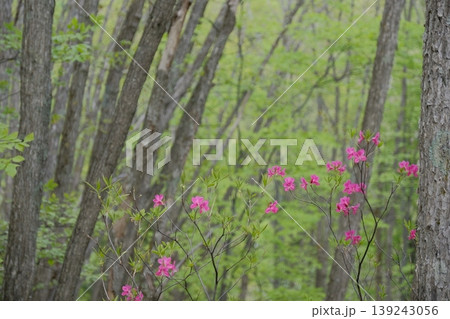 新緑の森に咲くムラサキヤシオツツジ・曇天の光に映える鮮やかなピンクの花 新緑の森に咲くムラサキヤシオツツジ・曇天の光に映える鮮やかなピンクの花 139243056