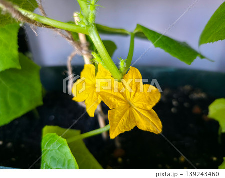 Yellow cucumber flower blooming on vine in garden. Close up of organic vegetable sprout growth. Gardening concept for plant cultivation, agriculture, nature, spring season, botany. Yellow cucumber flower blooming on vine in garden. Close up of organic vegetable sprout growth. Gardening concept for plant cultivation, agriculture, nature, spring season, botany. 139243460