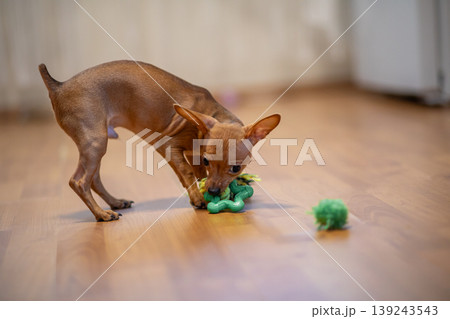 Small brown dog holding green toy ball in mouth. Puppy waiting to play at home. Domestic animal behavior and pet lifestyle. Cute canine friend standing on wooden floor, animal training. Small brown dog holding green toy ball in mouth. Puppy waiting to play at home. Domestic animal behavior and pet lifestyle. Cute canine friend standing on wooden floor, animal training. 139243543