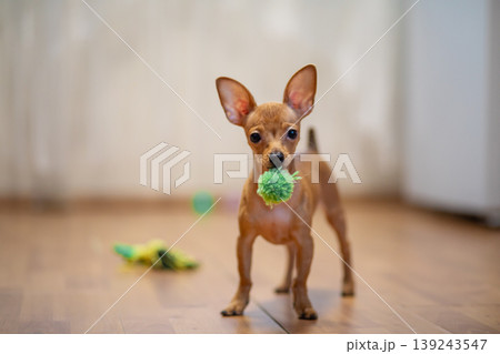 Small brown dog holding green toy ball in mouth. Puppy waiting to play at home. Domestic animal behavior and pet lifestyle. Cute canine friend standing on wooden floor, animal training. Small brown dog holding green toy ball in mouth. Puppy waiting to play at home. Domestic animal behavior and pet lifestyle. Cute canine friend standing on wooden floor, animal training. 139243547