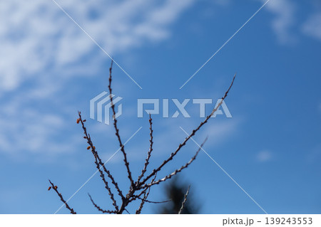 Bare tree branch against blue sky. Close up of thin twigs with small buds in early spring. Nature awakening and seasonal change concept. Symbol of growth and life in outdoor environment. Bare tree branch against blue sky. Close up of thin twigs with small buds in early spring. Nature awakening and seasonal change concept. Symbol of growth and life in outdoor environment. 139243553