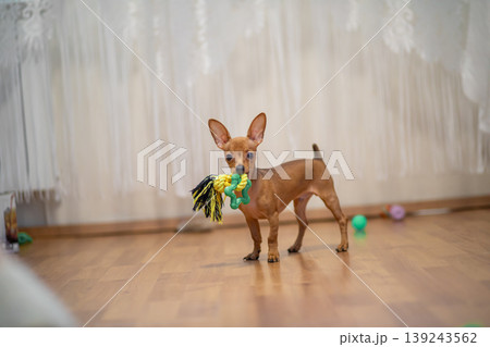 Small brown dog holding green toy ball in mouth. Puppy waiting to play at home. Domestic animal behavior and pet lifestyle. Cute canine friend standing on wooden floor, animal training. 139243562