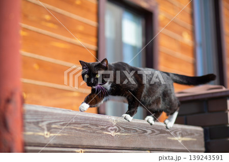 Black and white cat standing on a wooden fence. Pet walking on a perimeter wall in a garden. Domestic animal enjoying sunny day in rural backyard. Wildlife and pet photography concept. Black and white cat standing on a wooden fence. Pet walking on a perimeter wall in a garden. Domestic animal enjoying sunny day in rural backyard. Wildlife and pet photography concept. 139243591