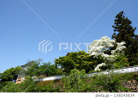 岐阜県美濃市_小倉山城跡28_2025年5月 岐阜県美濃市_小倉山城跡28_2025年5月 139243634