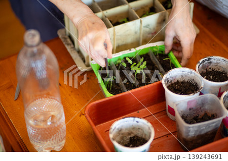 Senior woman planting seedlings in plastic containers on wooden table. Gardener working with young sprout for home vegetable garden. Hobby activity for growth and sustainable living. 139243691