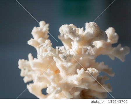 White coral branch isolated on background. Natural sea skeleton structure for home decoration. Macro detail of marine organism for environmental conservation concept and ocean display. White coral branch isolated on background. Natural sea skeleton structure for home decoration. Macro detail of marine organism for environmental conservation concept and ocean display. 139243702