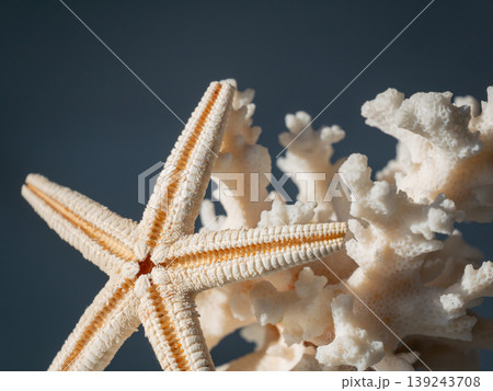 Starfish resting on white coral branch against dark blue background. Marine life concept. Still life nature photography of ocean treasure for interior design and nautical decoration. Starfish resting on white coral branch against dark blue background. Marine life concept. Still life nature photography of ocean treasure for interior design and nautical decoration. 139243708