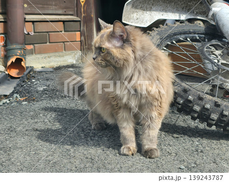 Fluffy cat standing on asphalt pavement near a motorcycle wheel. Domestic animal exploring backyard outdoors. Furry pet with thick coat in natural environment. Animal nature concept. Fluffy cat standing on asphalt pavement near a motorcycle wheel. Domestic animal exploring backyard outdoors. Furry pet with thick coat in natural environment. Animal nature concept. 139243787