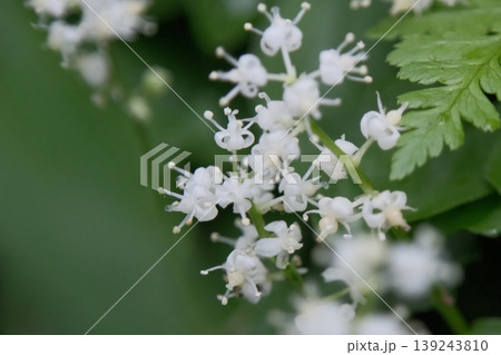 マイヅルソウの花のクローズアップ・森の足元に咲く繊細で可憐な白い山野草 マイヅルソウの花のクローズアップ・森の足元に咲く繊細で可憐な白い山野草 139243810