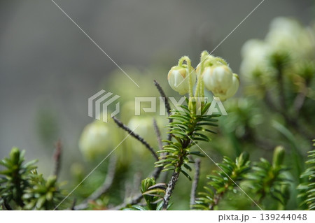 アオノツガザクラの可憐な花・高山に咲くクリーム色の壺形をした山野草 アオノツガザクラの可憐な花・高山に咲くクリーム色の壺形をした山野草 139244048