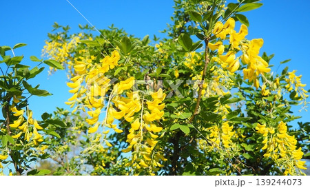 Laburnum anagyroides Cytisus laburnum, common laburnum, golden chain or golden rain, is a species of flowering plant in the subfamily Faboideae, and genus Laburnum. Yellow flowers in spring. Blue Sky Laburnum anagyroides Cytisus laburnum, common laburnum, golden chain or golden rain, is a species of flowering plant in the subfamily Faboideae, and genus Laburnum. Yellow flowers in spring. Blue Sky 139244073