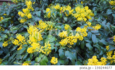 Berberis aquifolium, Oregon grape holly-leaved barberry, or Mahonia, is a North American species of flowering plant in the family Berberidaceae. Evergreen shrub. Yellow flowers in spring. City park 139244077
