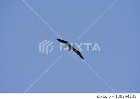 アオサギ heron / Japan 139244139