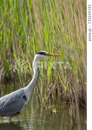 Grey Heron Standing In Reeds 139244192
