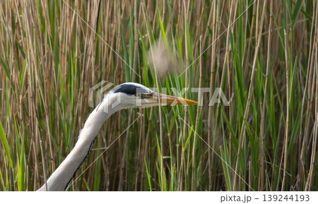 Grey Heron Standing In Reeds Grey Heron Standing In Reeds 139244193