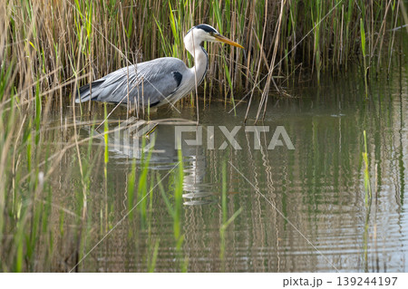 Grey Heron Standing In Reeds Grey Heron Standing In Reeds 139244197