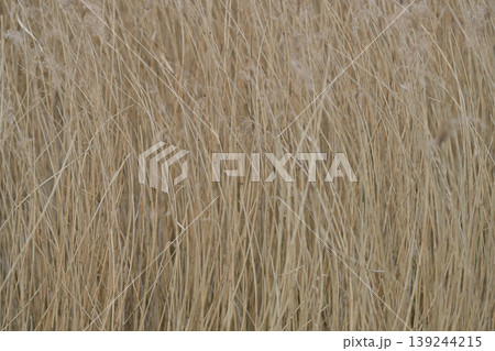 Dry Reeds Natural Background Dry Reeds Natural Background 139244215