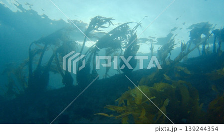神秘の海中世界 神秘の海中世界 139244354